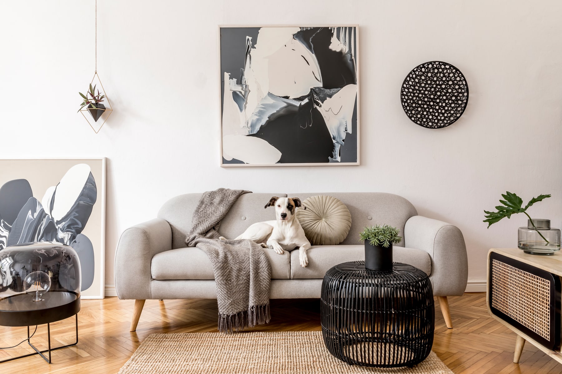 Dog relaxing on a grey couch in an apartment.